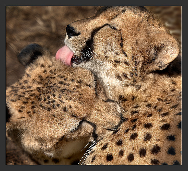 Kitten sentiments | pair, tongue , cheetah