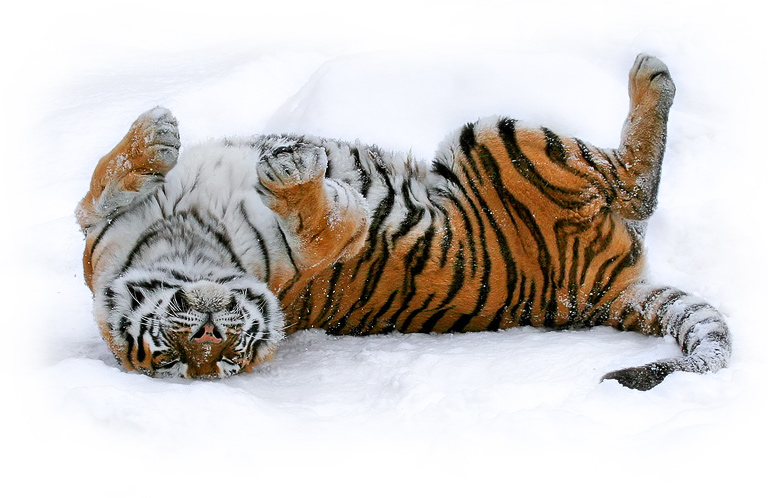 Last year's snow | snow, tiger, motion