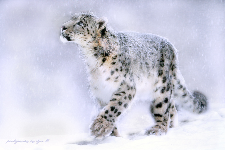 At snowfall | motion, snow, leopard, snow leopard