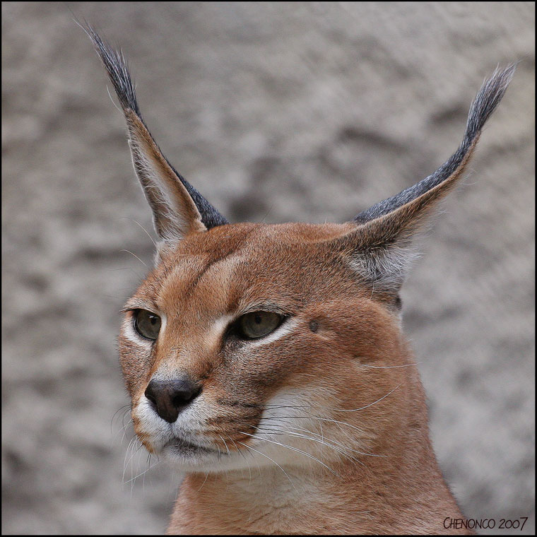 A Beauty With Long Ears Animals Photos