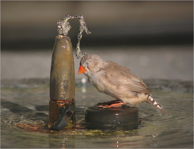 I hate showers ! | bird, motion, water