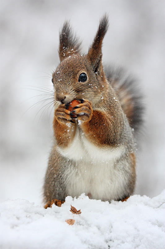 Finding | food, squirrel, whiskers, snow