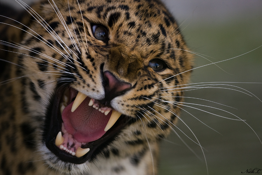 leopard fangs