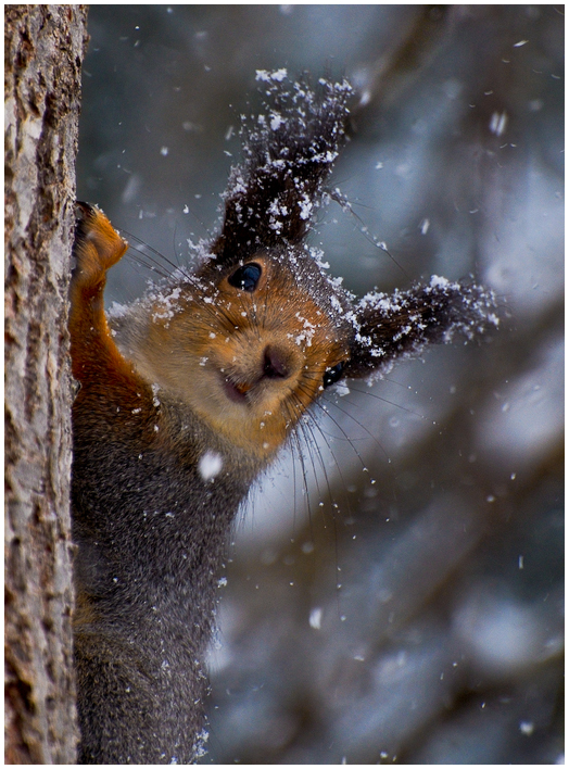 Who's here? | squirrel, snow