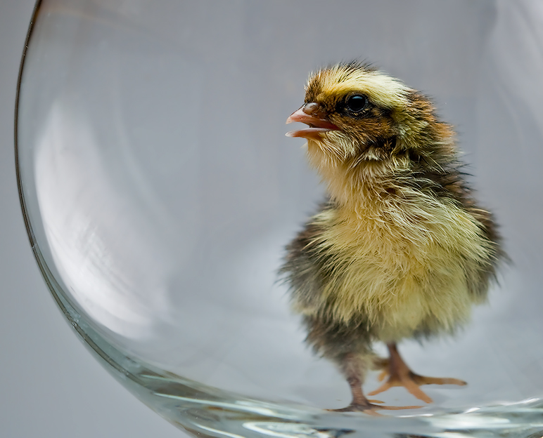 Captive chicken | bird, cub