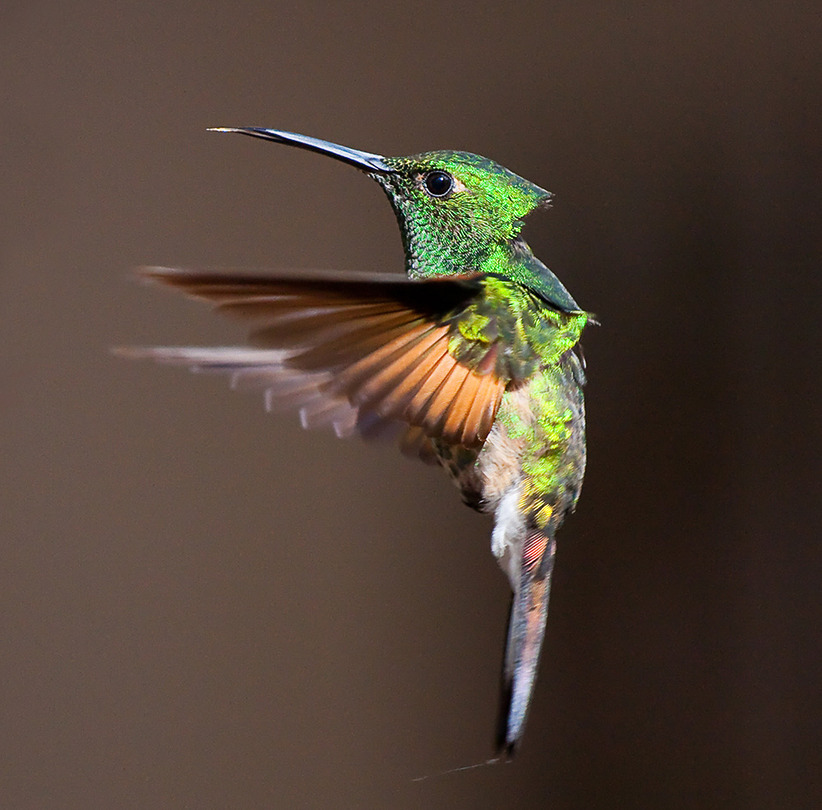 A moment in the air | colibri, bird, motion