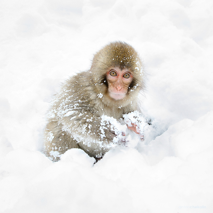 Playing in the snow | snow, monkey
