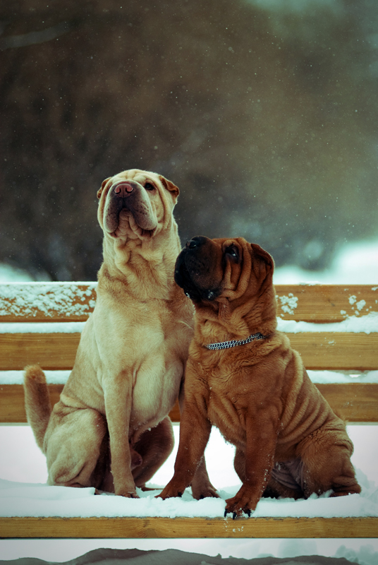 Let's count the snowflakes | dog, snow, pair