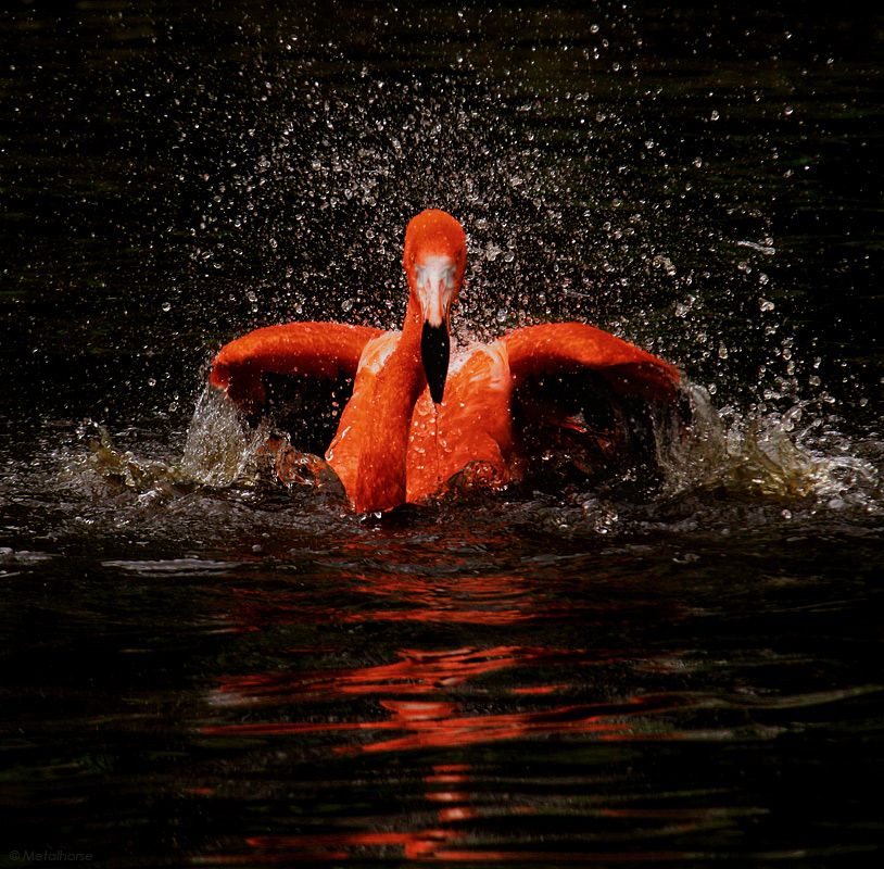 Explosion | water, motion, bird, flamingo