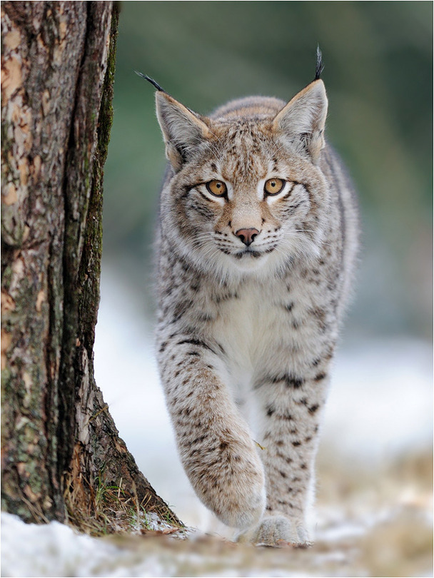 A walk | snow, lynx
