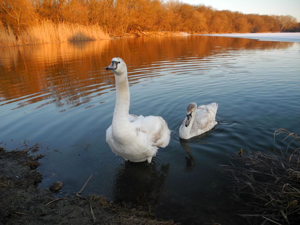 Breathtaking Venice Animals photos